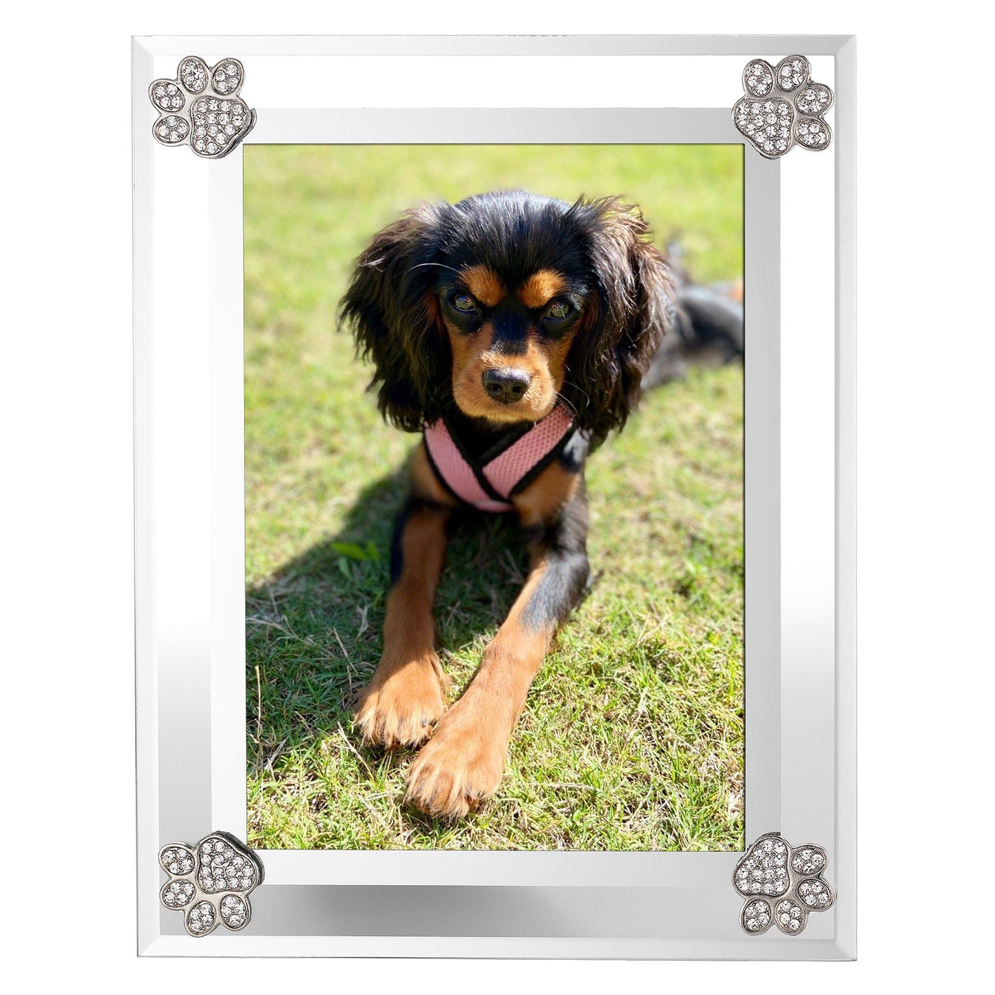 Paw Print Frame - OLIVIA RIEGEL®